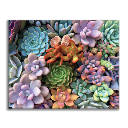 Plantes succulentes - Peinture par numéros