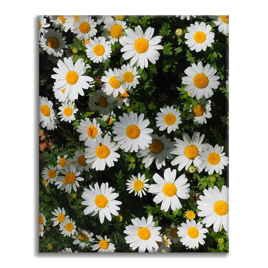 Peinture murale nature Daisy Cluster - Peinture par numéros