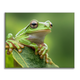Tree Frog - Paint by Numbers