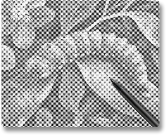 Caterpillar - Dot Painting